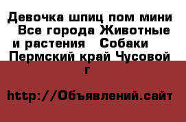 Девочка шпиц пом мини - Все города Животные и растения » Собаки   . Пермский край,Чусовой г.